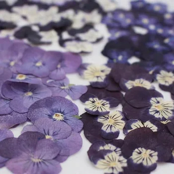 120pcs Presate Uscat Viola tricolor L Pansy Ierbar Pentru Arta Unghiilor Fata de Rășină Epoxidică Bijuterii Cadru Caz de Telefon Ambarcațiuni DIY