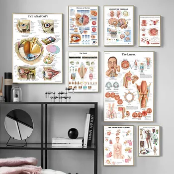 Organe Umane Anatomie Graficul Postere Si Printuri De Mătase Imprimate Pictura Arta De Perete De Poze Decor Acasă Pentru Clinica De Decorare Sala De Clasă